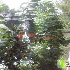 河北饶阳綠化久大量上市