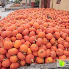 山东平度南瓜：兰底刘