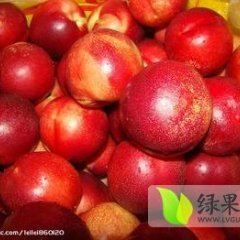 甘肃礼县曙光油桃已经上市