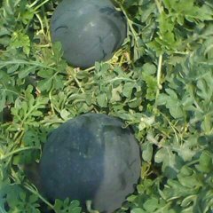 陕西西瓜，黑无籽，花无籽大量有