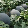 陕西蒲城黑皮无籽：龙池乡车冬冬