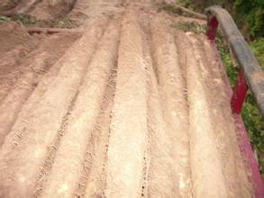 广西富川山药-槐山药现在正大量收获上市