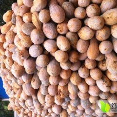 湖北嘉鱼金韩密本南瓜现在货源充足