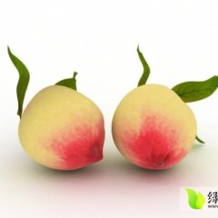 山东费县美脆桃：欢迎您的选购