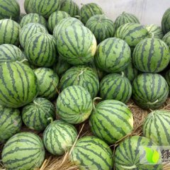 浙江路桥8424西瓜价格 销量很好