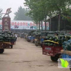 山东苍山子弹头黑皮冬瓜：大宗山马茂军