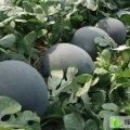 陕西临渭黑皮无籽西瓜 量大 急需出售