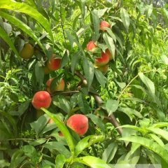 大黄山镇西朱村 桃：早熟有名 第一次卖桃