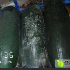 广东清新黑优大冬瓜：回澜刘生