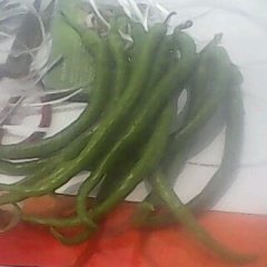 山东金乡线椒开始大量上市