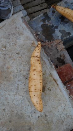 广东吴川苏薯8号8毛钱包装车3两起步！