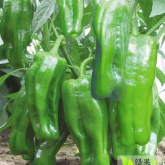 江苏丰县苏椒五号：顺河镇杨丽