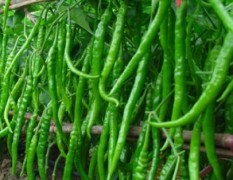 山西忻府品种L3 金塔即将成熟，万亩辣椒出售