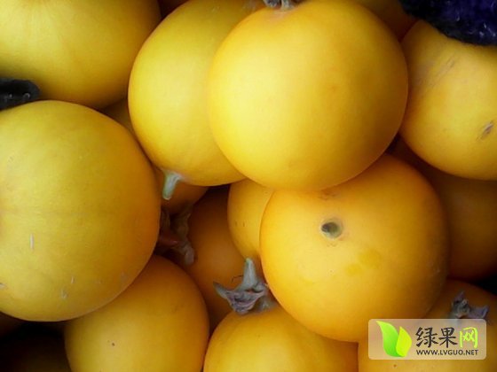 2014年山东莘县伊丽莎白价格