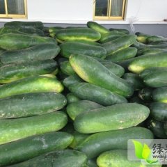 湖北嘉鱼子弹头黑皮冬瓜：潘家湾鲁杨勇