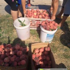 山东昌乐春雪：营丘镇王亮