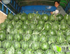 辽宁凌海市东花京欣西瓜 张云彪
