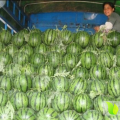 辽宁凌海市东花京欣西瓜 张云彪