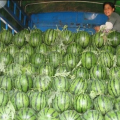 辽宁凌海市东花京欣西瓜 张云彪