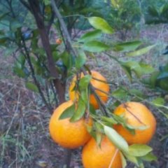 四川荣县椪柑：留佳镇代永成