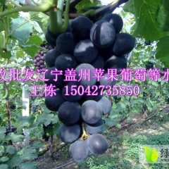 辽宁盖州巨峰葡萄：盖州王栋