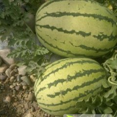 甘肃靖远硒砂瓜：高湾乡陈国龙