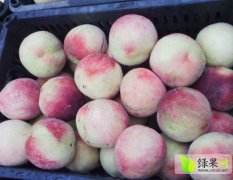 大量供应山西运城沙红桃