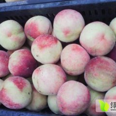 大量供应山西运城沙红桃