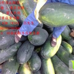 河南沁阳子弹头黑皮冬瓜：柏乡镇吕先生