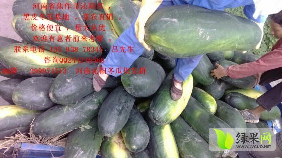 2013年河南沁阳子弹头黑皮冬瓜价格