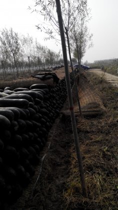 山东阳信子弹头黑皮冬瓜：商店镇李经理