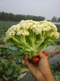 散花价格