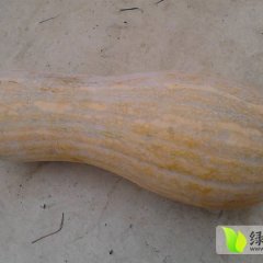 潘家湾密本南瓜供应代收地点