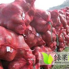 河南汝州红皮洋葱：纸坊乡张晓飞