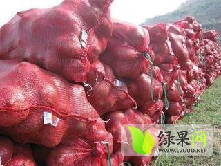 2014年河南汝州红皮洋葱价格