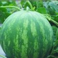 河南太康七月上旬本地花皮无籽西瓜上市