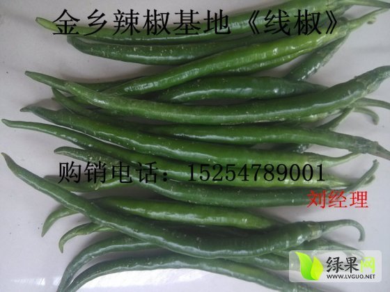 2014年山东金乡线椒价格