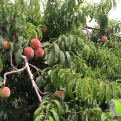河北饶阳万亩桃园上市中
