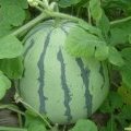江苏太仓大棚8424西瓜开始批发销售