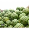 河南尉氏花皮无籽：张市镇孙千里