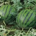 陕西大荔花皮无籽：平民乡李辉