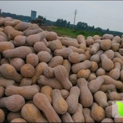 湖北嘉鱼早熟小果开始大量供应