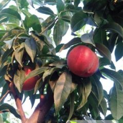 山西运城市盐湖区王范乡翠美毛桃