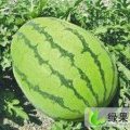 河南新野冠龙：城郊乡李军伟