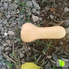 广西武鸣奶油南瓜：周边潘权