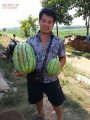 湖北钟祥西瓜品质上成甜度高