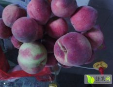 山東泗水大紅桃：楊柳王先生
