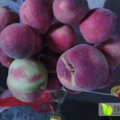 山东泗水大红桃：杨柳王先生