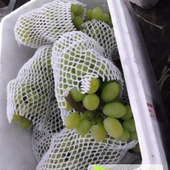 浙江海盐无核白葡萄：武原镇姚华
