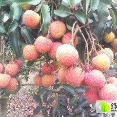 广东阳西玉荷包：上洋镇许永桓